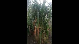 My Vlog IMC II Agro Growth Booster Or Agro Activator Ka Kheti Me Result II [upl. by Ledeen387]