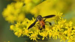 FEATHERLEGGED TACHINID FLY Trichopoda pennipes [upl. by Rushing]