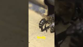 Honeybee waggle dance animals nature amazingfacts honeybee bees [upl. by Fontes]