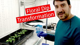 Transforming Arabidopsis by Agrobacterium floral dip [upl. by Yseulte675]