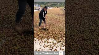 The Process Of Drying Walnuts [upl. by Sherilyn]