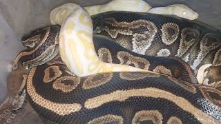 ball python albino blackpastel [upl. by Anielram469]