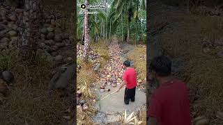 naik kelapa pakai tumbak kelapa [upl. by Eemla592]