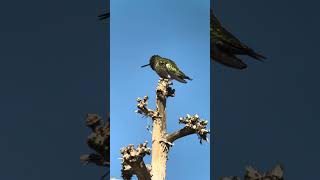 Annas Hummingbird at Torrey Pines [upl. by Annyahs463]