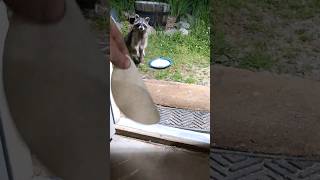 Raccoon want a Tortilla wildanimals feedingwildlife raccoon [upl. by Kcirdneked]