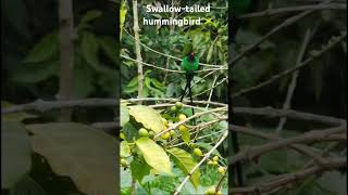 Swallowtailed hummingbird chirps in the Blue Mountains hummingbird bluemountains jamaica fyp [upl. by Armalda332]