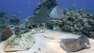 Eagle Ray and Stingrays Myliobatiformes [upl. by Ihskaneem887]