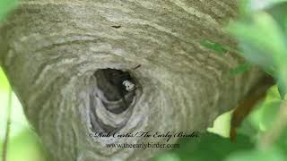 HORNET nest closeup Dolichovespula maculata [upl. by Kipton]