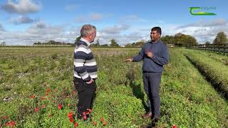 Collecting weed seed for herbicide resistance testing [upl. by Aniuqahs]