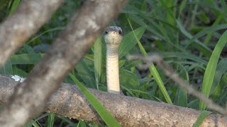 Dwarf Mongoose vs a deadly snake [upl. by Alenas]