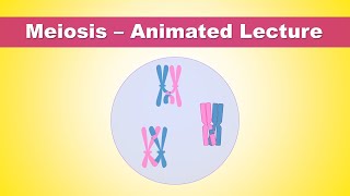 Meiosis steps  what is the purpose of meiosis  Animated Lecture Embryology [upl. by Merline]