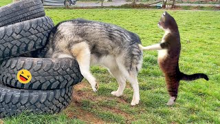 Funny Dogs And Cats Videos 2023 😅  Best Funniest Animal Videos Of The week 2 [upl. by Negeam877]