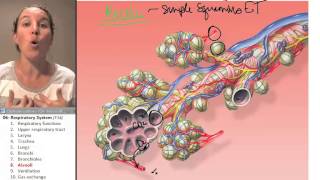 Respiratory system 8 Alveoli [upl. by Chemar]