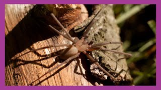 Brown Recluse Spider Loxosceles reclusa [upl. by Daney]