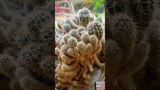 Pot bound cacti indoorplants cactus houseplants plant [upl. by Oigolue]