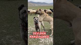 KARAKIRÇIL VE BOZ KANGAL KARŞI KARŞIYA kangal anadoluaslanı karakırçılkangal çobanköpeği [upl. by Nnyleahs]