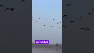 gadwall duckgoodshotviralvideo subcribemychannal viralclips youtubeshorts duckibhaiduckhunt [upl. by Leahkim]