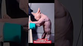 Power of Transformations 🗿trolltrollfaceeditshortsyoutubeshorts [upl. by Ardna]