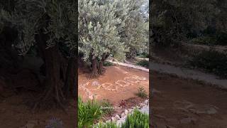 Garden of Gethsemane on the Mount of Olives in Jerusalem Israel 2024 [upl. by Ithsav17]