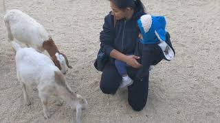 Farm Animals petting zoo [upl. by Rednael826]