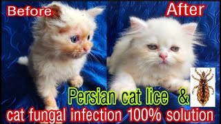 Fungal treatment for Persian Cat amp Dog cat fungus infection solution fungus infection best shampoo [upl. by Zebaj]