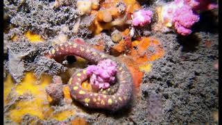 Cephalopoda and Solenogastres  JLIAACEA reports [upl. by Sells]