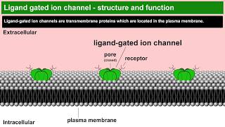 Ligand gated ion channels structure and function [upl. by Trammel]