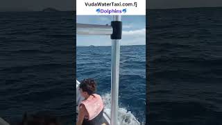 🐬Dolphin Tour Fiji🐬 AMAZING😃 [upl. by Luhey]