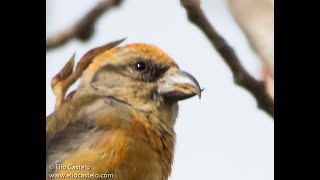 Red Crossbill  loxia curvirostra birdwatching [upl. by Gona]