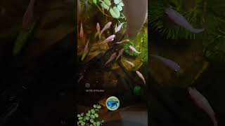 🧡GROWING UP🧡 betta aquarium fish india shorts youtubeshorts viralvideo BetterBettasIndia [upl. by Swisher654]