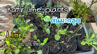 kaffir lime plant ต้นมะกรูด ต้นมะนาว งามๆ ที่บ้านผักญี่ปุ่น [upl. by Einalem348]