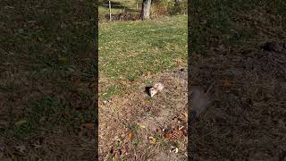 We have a new addition to our homestead possum 😜chicken shortvideo shots [upl. by Ardnait]