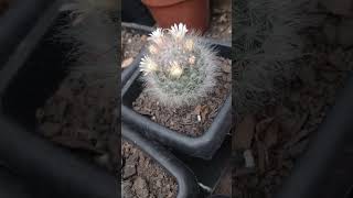 mammillaria bocasana cactus [upl. by Rotce]