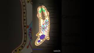 Fasciola Reproductive system Life cycle in Sheep and Snail ll TGT PGT BIOLOGY tgtpgtexam biology [upl. by Stempson945]