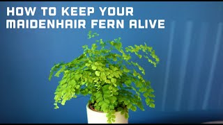 How to Keep Your Maidenhair Fern Alive  Maidenhair Fern Care Guide  Adiantum raddianum Fragrans [upl. by Otrebor20]