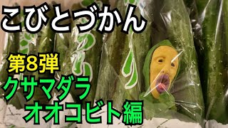 【こびとづかん 】クサマダラオオコビト見つけるまで帰れま10！！ [upl. by Jegger]