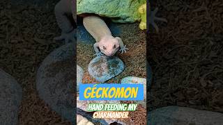 GeckoMon  Hand Feeding My Shedding Charmander lieutenantpancake leopardgecko pokemon funny [upl. by Demaria]