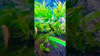 Best Live Plants for Low CO2 Setup fish aquarium plants [upl. by Roland]