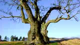 Thousand year old Norwegian oak steam evaporating [upl. by Hirsch]