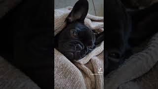 Sleepy baby French bulldog [upl. by Mcclain]