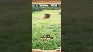 Terier Australijskiđź• puppy puppylife pies niemiecki dog owczarek doberman rasa terrier [upl. by Droffilc242]