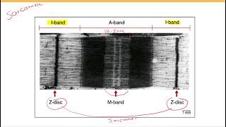 Sarcomere structure and function [upl. by Atsylak806]