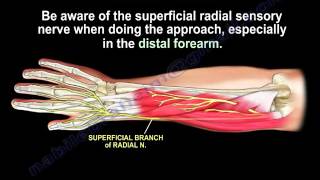 Anatomy Of The Brachioradialis Muscle  Everything You Need To Know  Dr Nabil Ebraheim [upl. by Flodur]