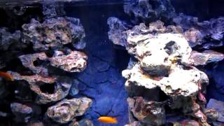 Malawisee Aquarium 432 Liter [upl. by Zachar]