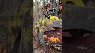 “Future tech in forestry  Hightech loader in action” automobile harvester forest viralvideo [upl. by Ingrim659]