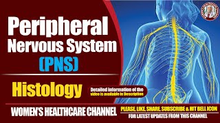 Peripheral Nervous System Histology [upl. by Huberman]