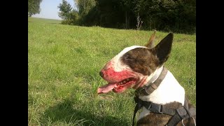 Angry Bullterrier [upl. by Curtis]