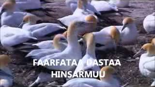 DASTA HINSARMU OROMO GOSPEL SONG 2013 [upl. by Droffilc187]