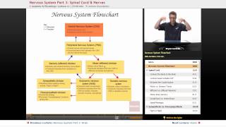 quotNervous System Spinal Cord amp Nervesquot  Anatomy amp Physiology with Educatorcom [upl. by Woolley]