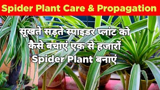 Spider Plant Care amp Propagation  How To Propagate Spider Plant Spider Plant Care  Spider Plant [upl. by Arlene]